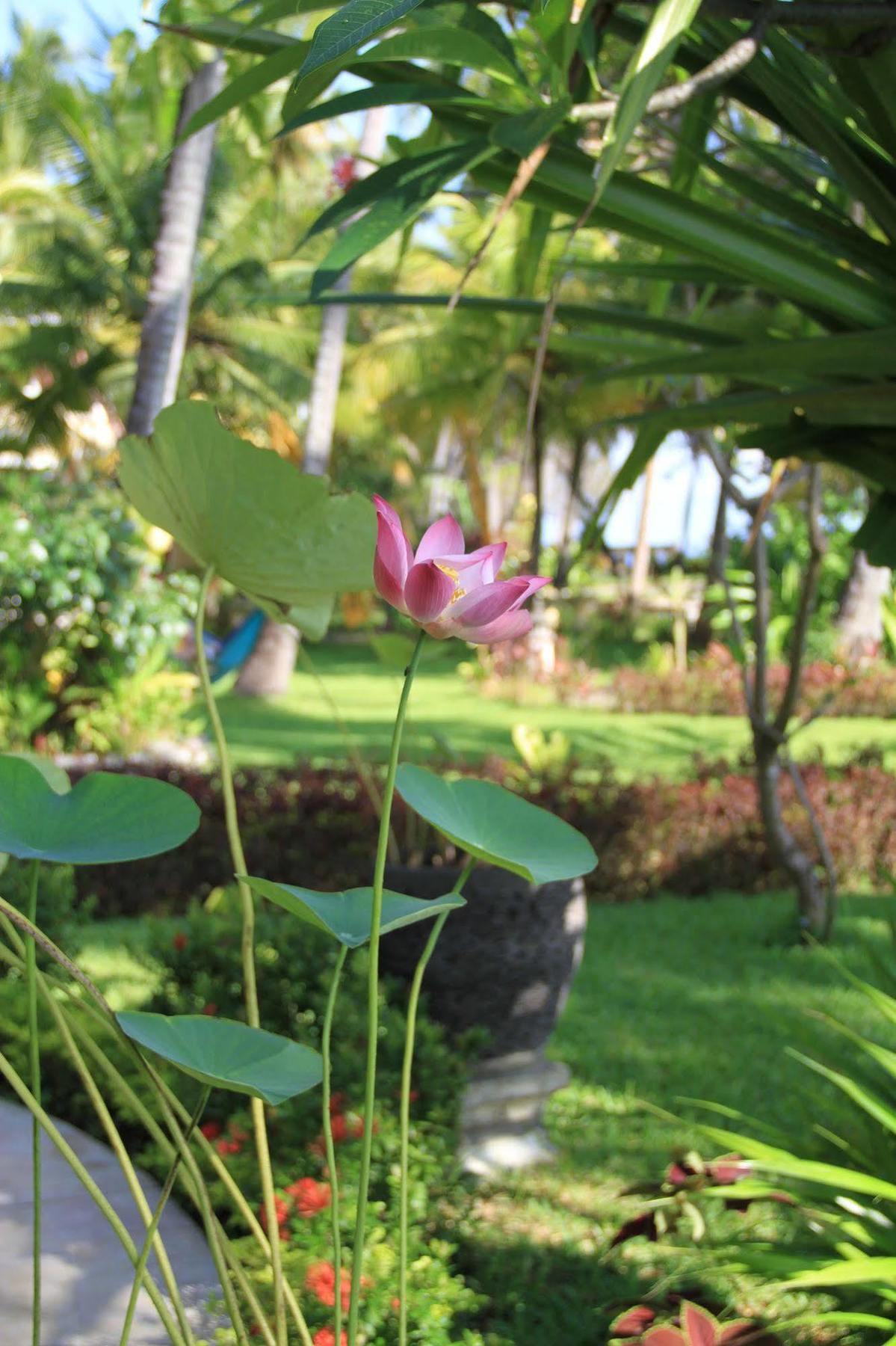 Felicianas Resort Tejakula Luaran gambar